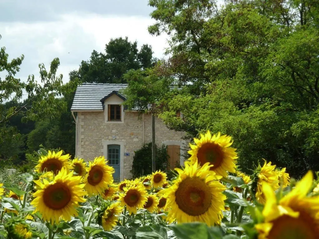 house-sunflowers