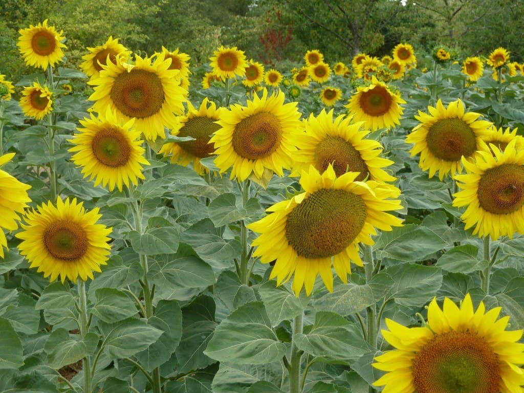 sunflower-field-france