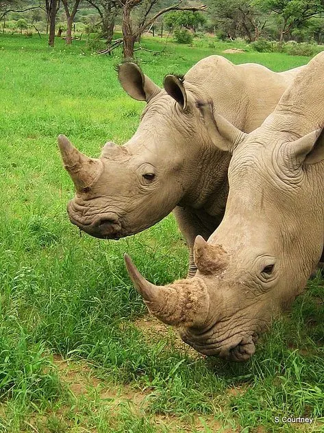 white-rhino-namibia