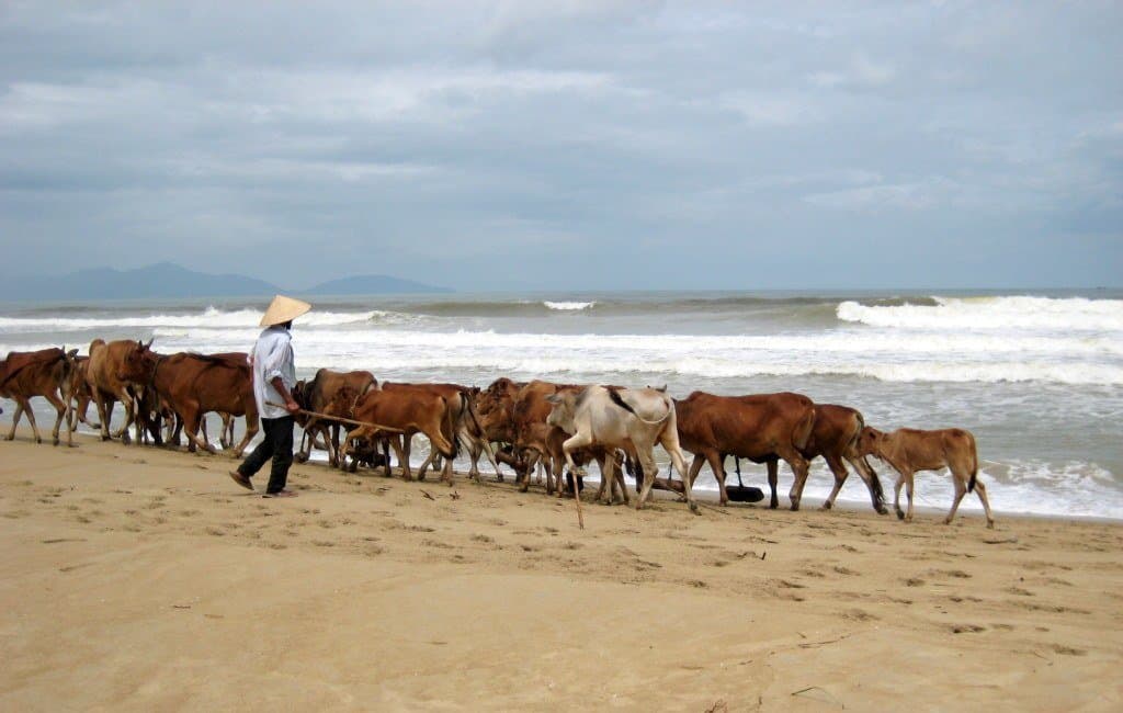 Cows on Cu Dai Beach Hoi An, Vietnam