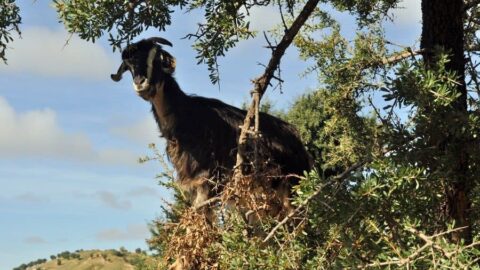 Flying Goats, Taroudant