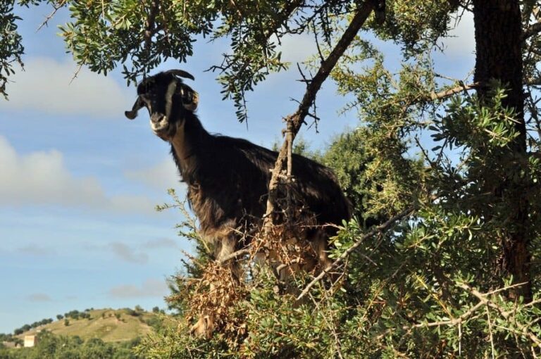 Flying Goats, Taroudant