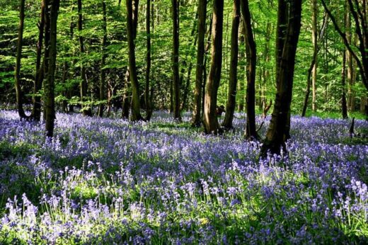 Where to find the best Sussex Bluebell Woods 2024