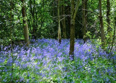 The Best Sussex Bluebell Woods