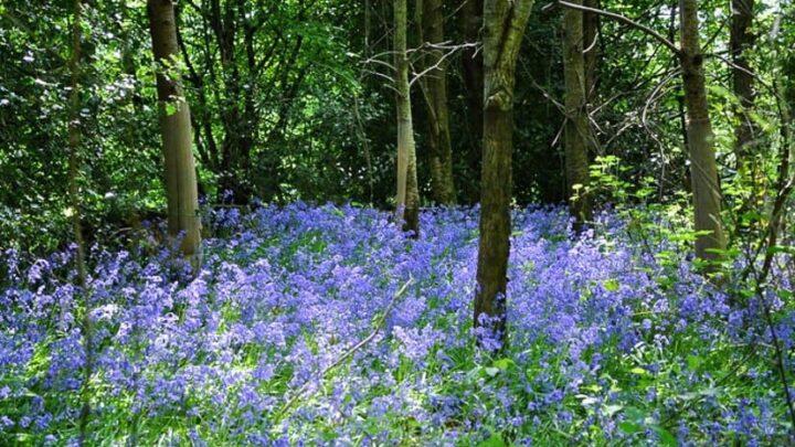 Best Bluebell walk in Sussex