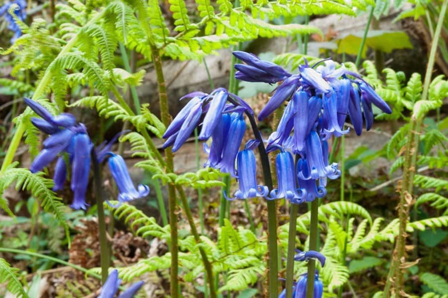 Bluebell woods in East Sussex