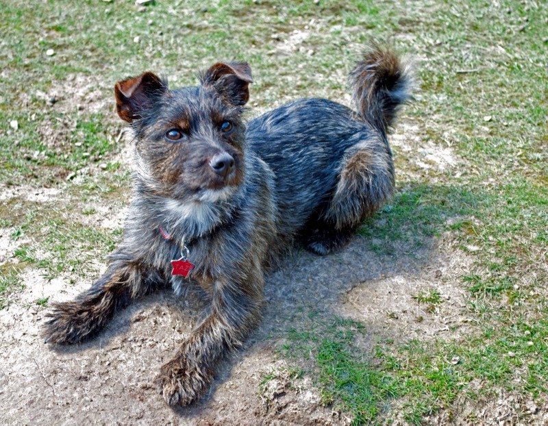 Taz Norfolk Terrier Cross The Travelbunny