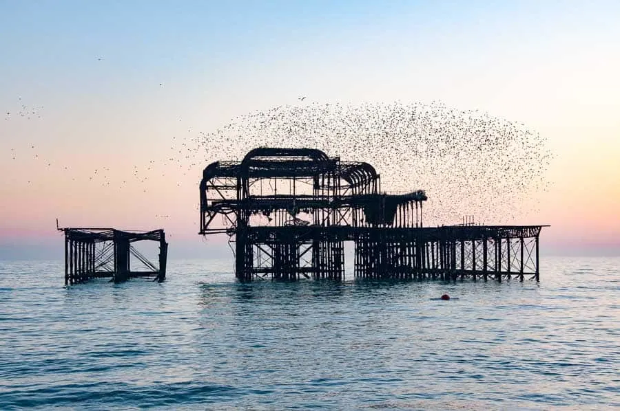 West Pier Murmuration, Brighton