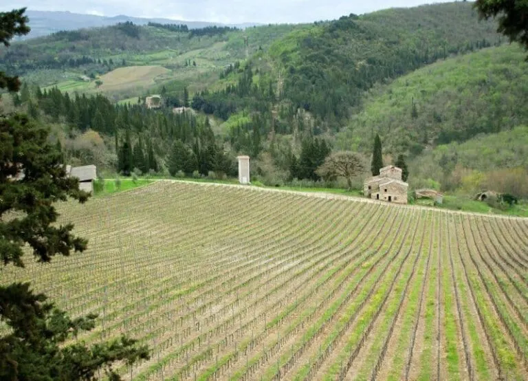 Tuscany Vineyard