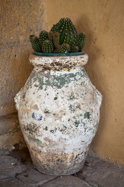 Cacti in Pieve Romanica Garden