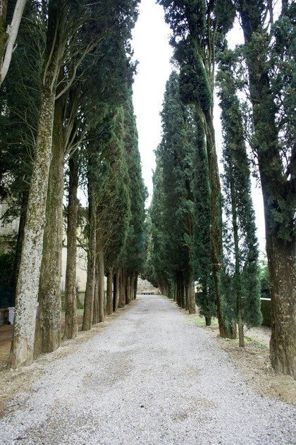 Cypress lined pathway at Door Detail at Badia a Passignano