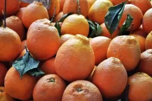 Catania Market - Sicilian Oranges