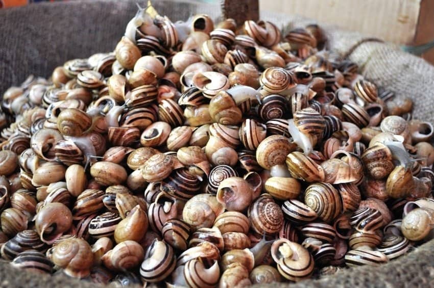 Catania Market - Snails for sale in the market