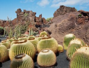Round cacti at Jardin de Cactus, Lanzarote