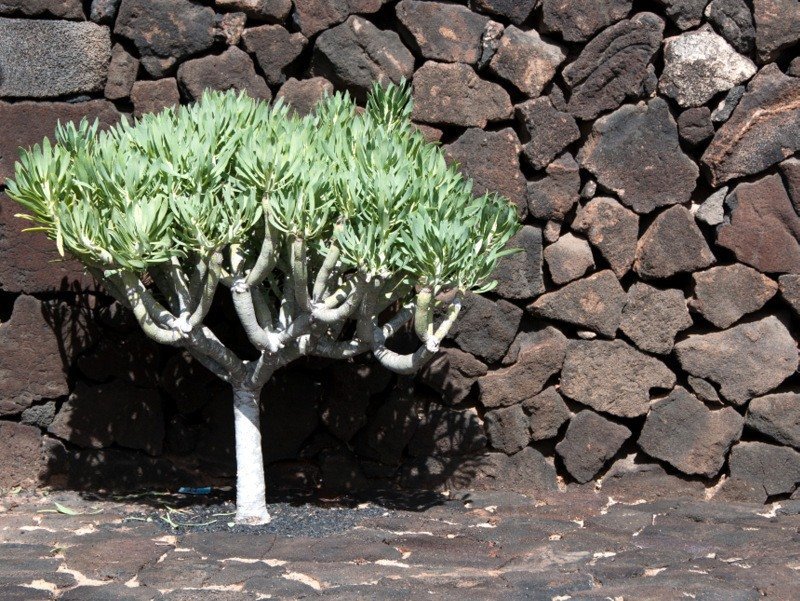 Tree at Jameos del Agua