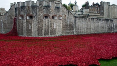Tower Poppies