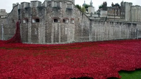 The Tower of London Poppies and a tribute