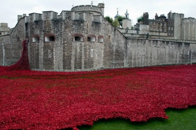 Tower Poppies