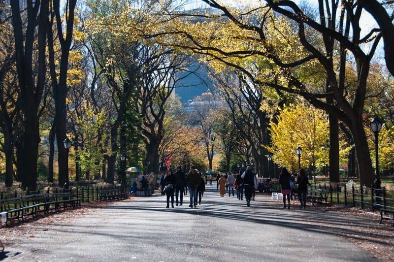 Mall-central-park-trees