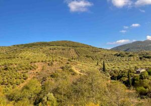 Green, fertile land in Crete, Greece