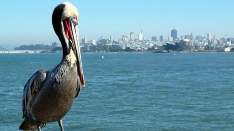 San Francisco City Skyline and pelican