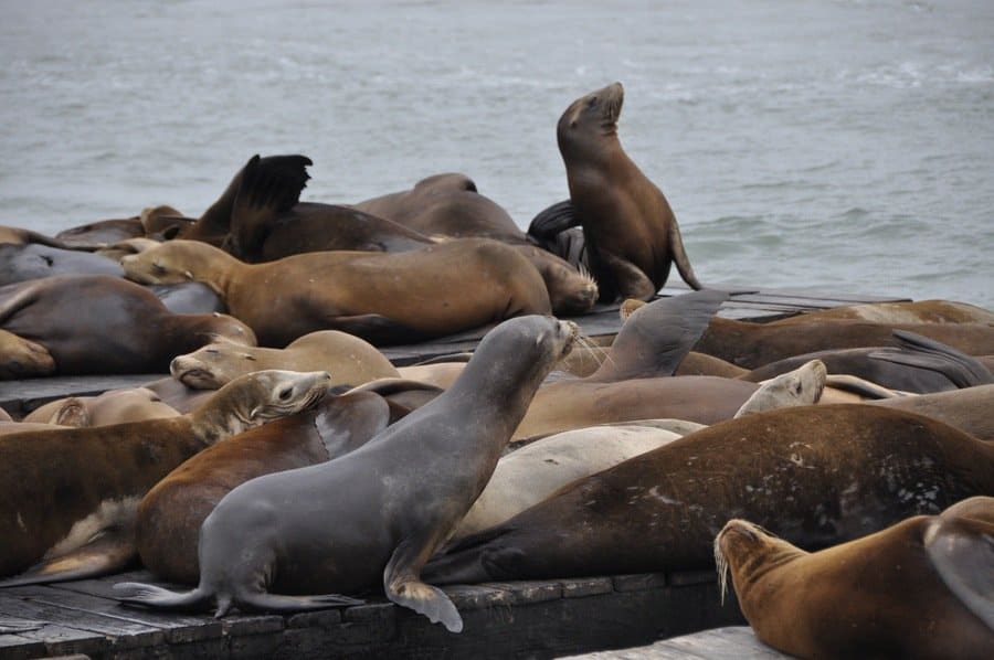 Sea Lions on Pier 39, San Francisco