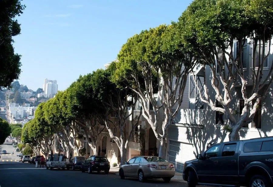 tree-lined-street