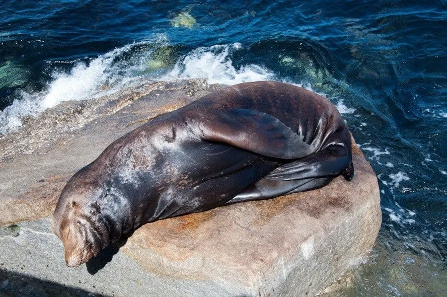 Basking Sea Lion