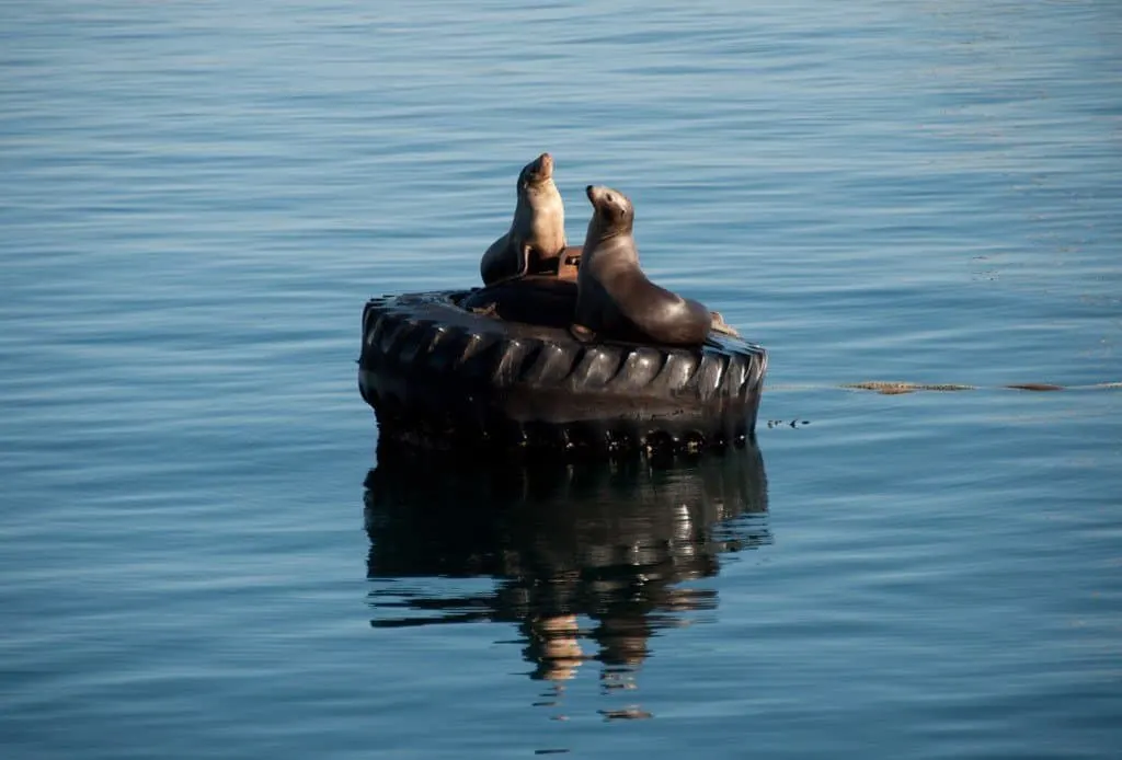 Basking Sea Lions