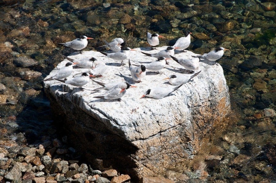 Elegant Terns, Monterey