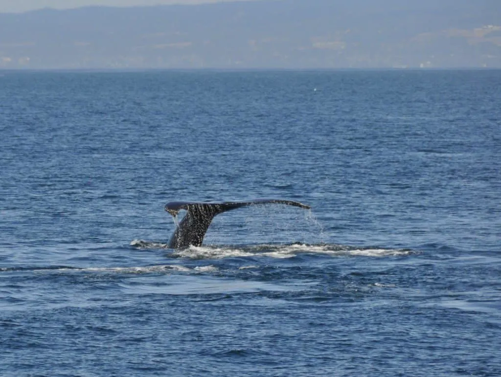 Humpback Whale Tail Fin