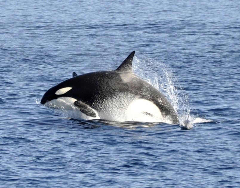 Epic Whale Watching in Monterey Bay | The Travelbunny