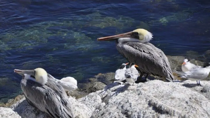 Pelicans, Monterey Bay