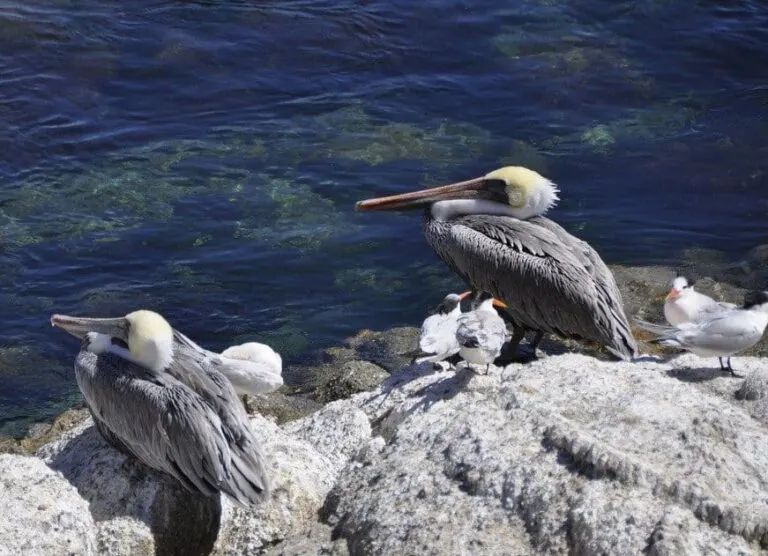 Pelicans, Monterey Bay