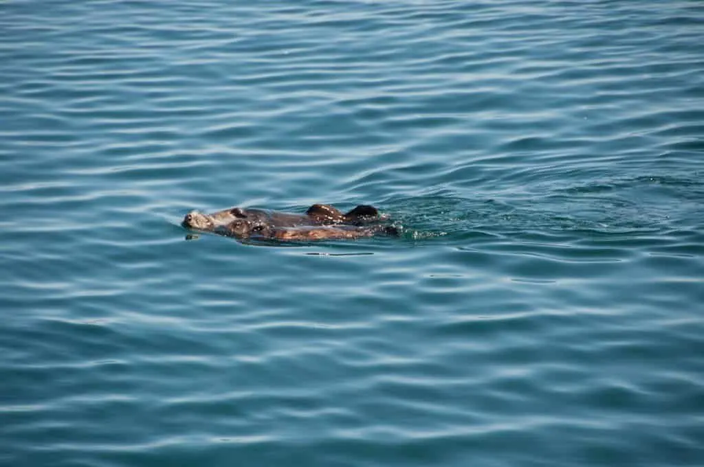 Sea Otter in Monterey Bay floating on her back in blue water