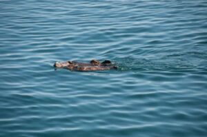 Sea Otters, Monterey