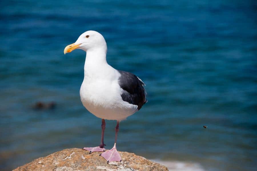 Seagull at Monterey