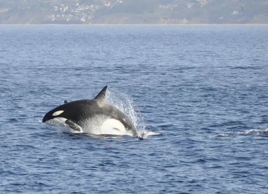 Breaching Orca