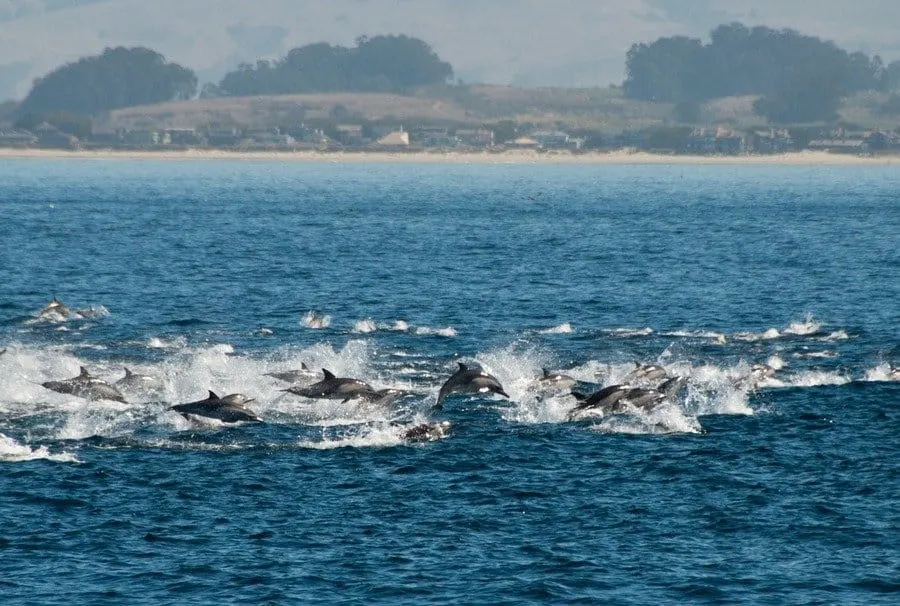 Dolphins fleeing orca attack