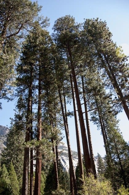 Giant-sequoia-trees