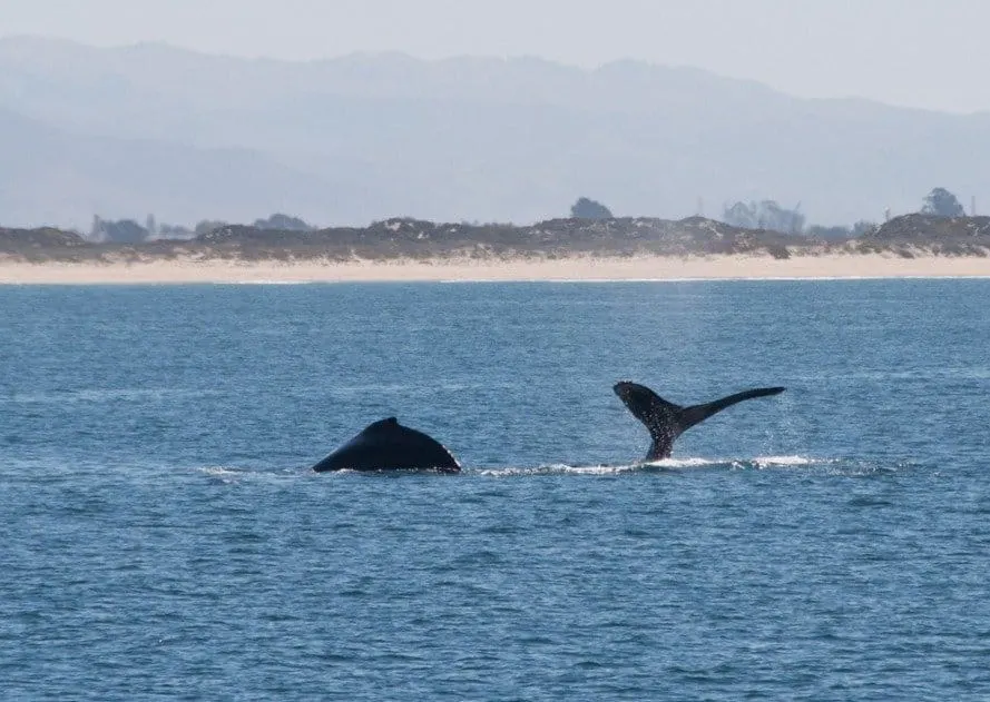 Humpback Whale tail and fin