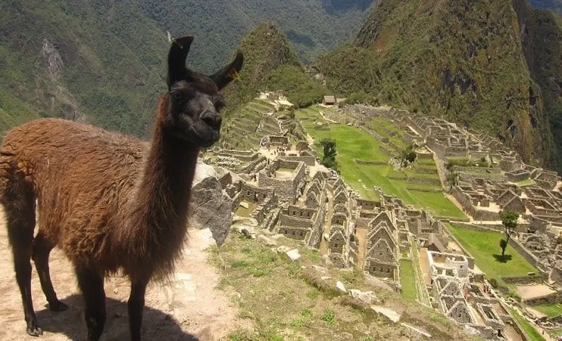 Llama at Machu Picchu