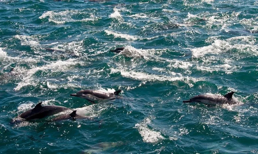Long Beaked Dolphins