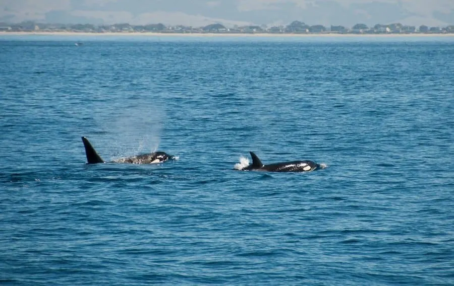 Male and female Orca