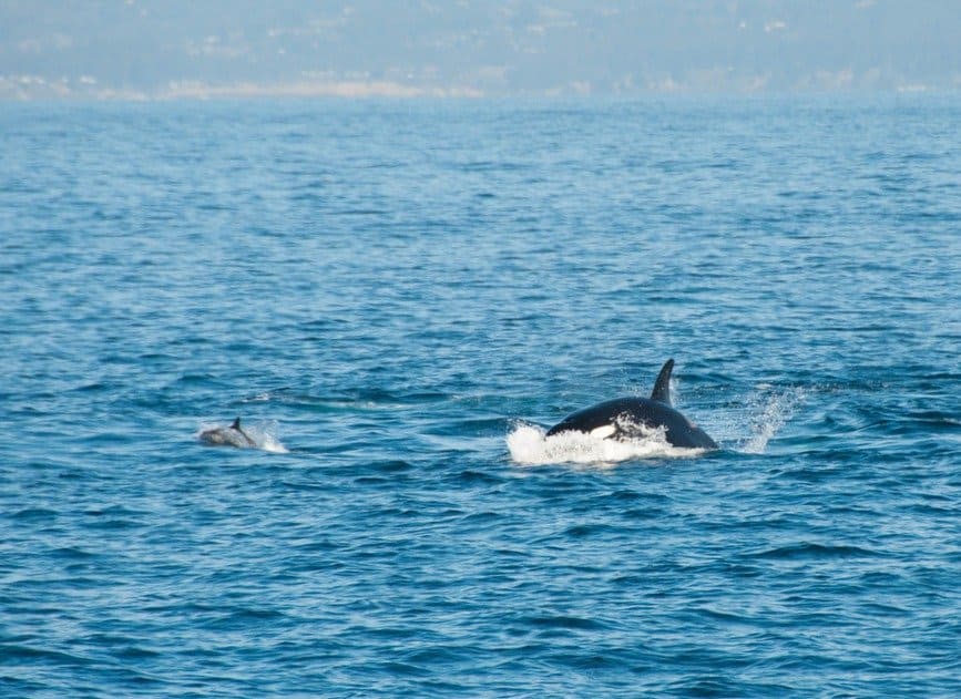 Orca chasing dolphin