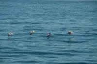 Pelicans Monterey Bay