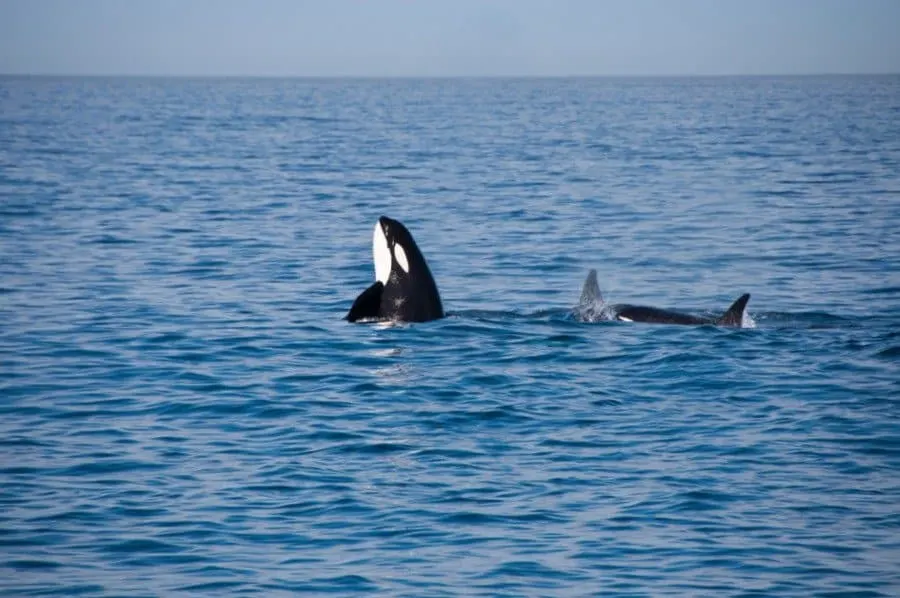 Spy-hopping Orca whale