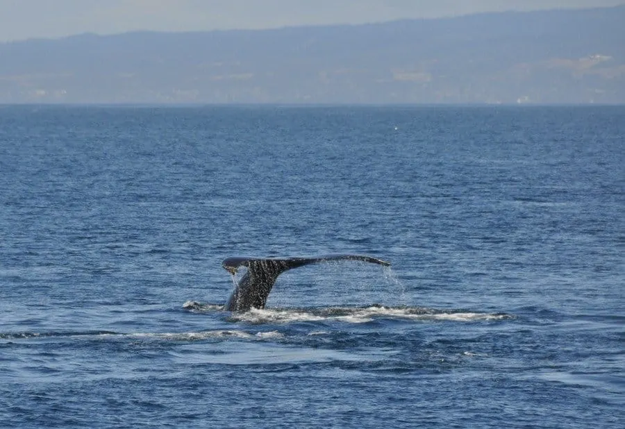 Whale Tail Fin Diving