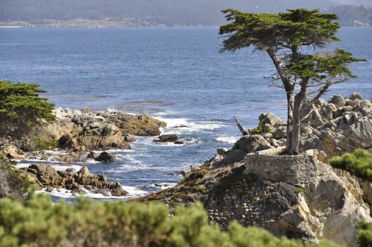 Lone Cypress Tree, 17-Mile Drive