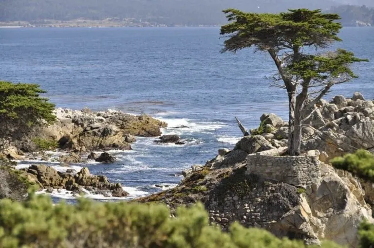 Lone Cypress Tree, 17-Mile Drive